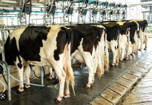 Leite ao produtor segue em desvalorização, aponta Cepea