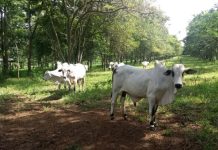 BOI: veja o fechamento do mercado