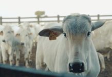 BOI: mercado sinaliza para aumento na oferta