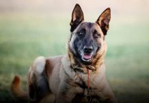 Em RO, PC ganha nova “policial”, cadela “Brida”, treinada para detectar entorpecentes