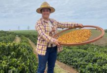 Mulheres ajudam Paraná a ser celeiro do café especial