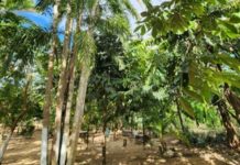 Projeto vai intensificar produção agroflorestal em terra indígena