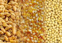 Conselho eleva projeção da safra mundial de grãos