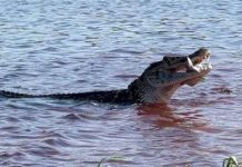 Guia turístico faz imagem de jacaré “gigante” em RO