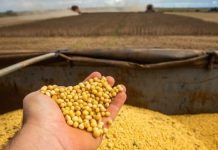 Receita com exportações de soja bate recorde em 2022, indica Abiove