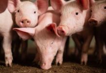 Novas medidas de incentivos à suinocultura são inclusas no Proder em MT