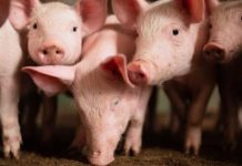 Custo de produção de suínos encerra 2022 acima de R$ 8 por quilo vivo