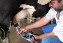 VACAS LEITEIRAS: saiba por que a nutrição é crucial para a fertilidade