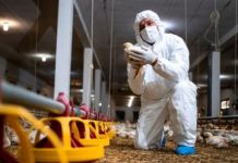 Gripe aviária: Chile suspende exportação de carne de frango