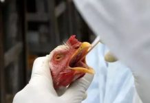 Gripe aviária: OMS alerta para surtos em vários países
