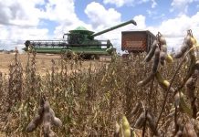 Na safra 2022/23, MT supera Argentina e se torna terceiro maior produtor de soja do mundo
