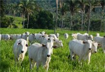 Boi: mercado brasileiro permanece com preços firmes