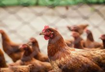 Primeira morte humana por gripe aviária no mundo é confirmada
