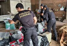 PF incinera mais de 500 quilos de entorpecentes em Vilhena