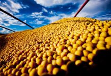 O que esperar do mercado da soja para esta semana?