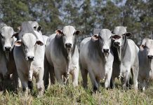 Rondônia é o 2º Estado da região norte no ranking de produção agropecuária segundo Ministério da Agricultura