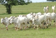 Oferta pressiona preços do boi gordo no mercado