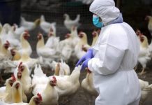 Saúde monitora primeiro caso suspeito de gripe aviária em humano no ES