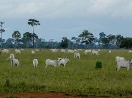 Rondônia se destaca como 8º maior produtor de leite do Brasil e 1º da região Norte; governador comenta
