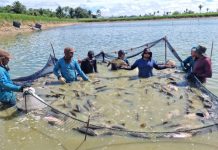 Engenheiro agrônomo e especialista em aquicultura afirma que Tambaqui de cultivo é livre de mercúrio em RO