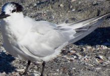 Governo confirma caso de gripe aviária em aves silvestres no Brasil
