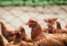 Gripe aviária: produtor deve reforçar segurança, recomenda ABPA