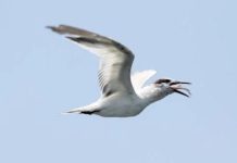 Ministério da Agricultura e Pecuária confirma mais 2 casos de gripe aviária