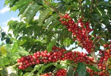 Café: negócios estão lentos; a colheita de arábica avança aos poucos