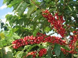 Café: negócios estão lentos; a colheita de arábica avança aos poucos