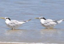 Gripe aviária: Espírito Santo faz abate preventivo de 26 aves silvestres