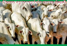 OPINIÃO DE PRIMEIRA: Rondônia Rural Show, uma feira gigante sob a sombra dos temores de uma economia ainda sem rumo e do risco das invasões de propriedades