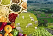 Especialistas apontam como deve ficar cenário do mercado agropecuário daqui para frente