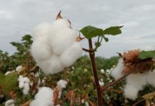 Algodão: movimento de baixa no preço se intensifica neste começo de mês
