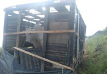 PM recupera gado furtado em fazenda e prende dois suspeitos em RO