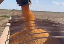 Preços agrícolas caem em maio, informa IEA; milho tem maior queda