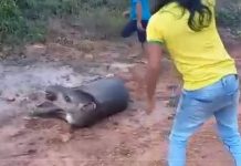 Vídeo de índios matando Anta a pedradas supostamente em Vilhena viraliza nas redes sociais