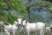 Preço do boi tem mais um dia de alta no Brasil