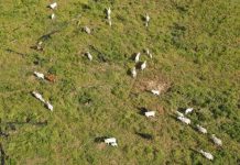 Ibama apreende 1.033 cabeças de gado e aplica R$ 47 milhões em multas