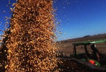 SAFRA 22/23: Conab estima produção de grãos em 315,8 milhões de toneladas