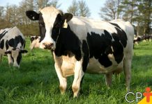 Inventário mede o impacto ambiental da cadeia leiteira brasileira