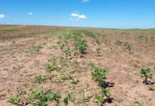 Produção de soja em MT está suspensa por 90 dias