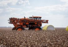 Reserva chinesa fará leilão de algodão para abrir espaço para compras governamentais