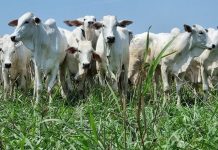 Pressão de queda da arroba do boi diminui