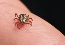 Instituto Adolfo Lutz confirma três mortes por febre maculosa em SP