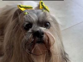 Família procura cachorrinha idosa que desapareceu no centro de Vilhena