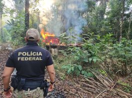 PF realiza operação contra desmatamento ilegal em terra indígena