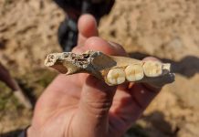 Morador encontra ossada humana ao fazer obra no quintal de casa em Vilhena