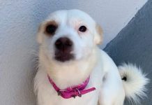 Cachorro mestiço desaparece e família pede ajuda para encontrá-lo em Vilhena