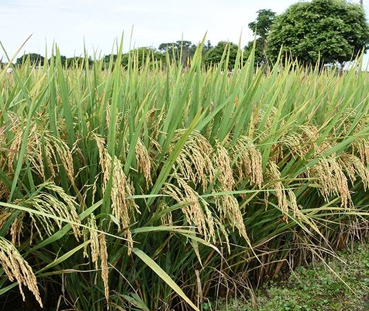 Arroz: produtores gaúchos já sentem os impactos do El Niño