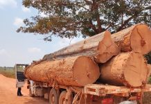 PF prende motorista e apreende caminhão com madeiras extraidas de terras indígenas em RO